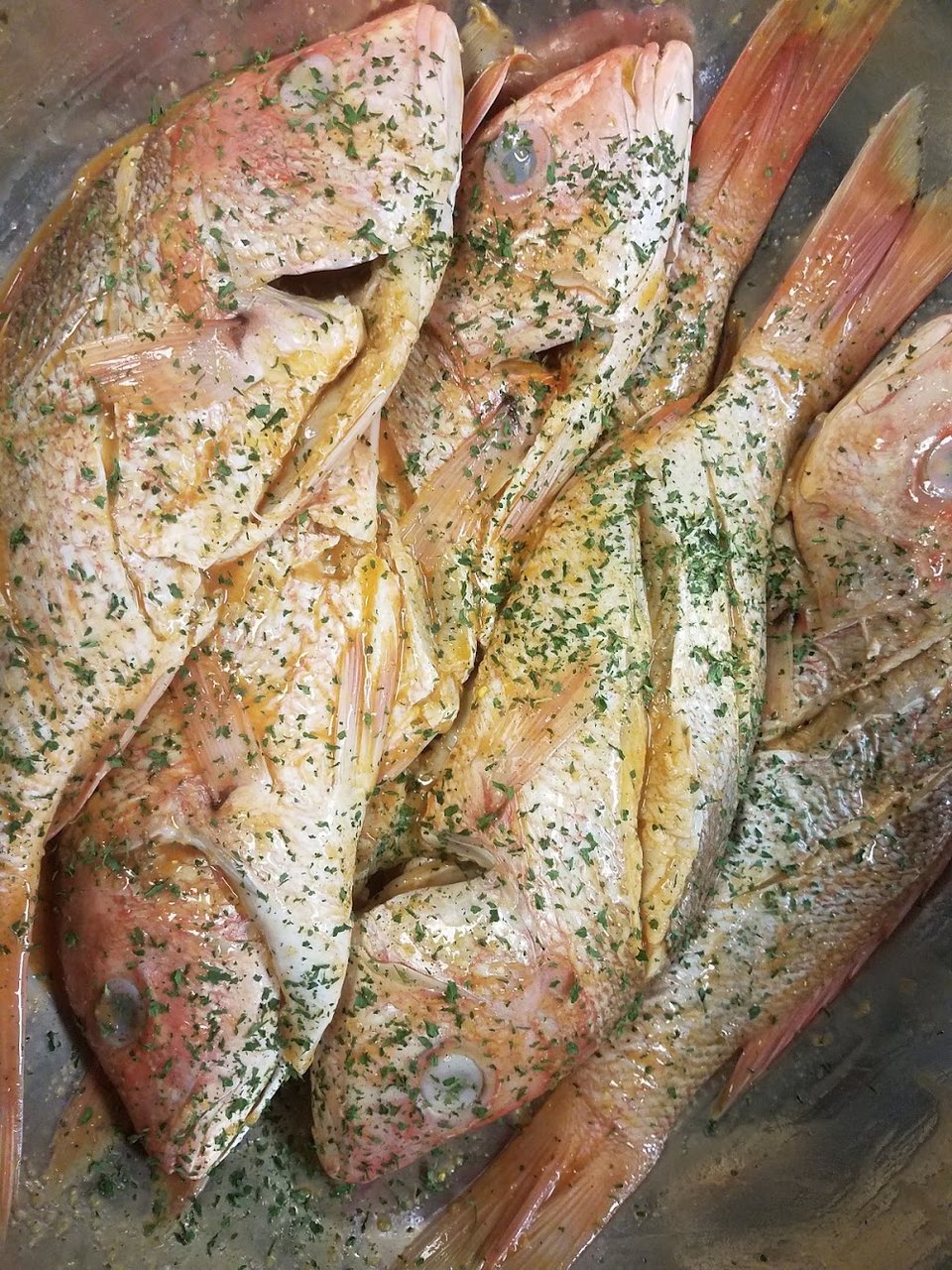 Fish